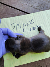 Load image into Gallery viewer, DEPOSIT-PAYMENT OF SHIH-ZUH PUPPY
