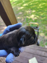 Load image into Gallery viewer, DEPOSIT-PAYMENT OF SHIH-ZUH PUPPY
