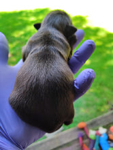 Load image into Gallery viewer, DEPOSIT-PAYMENT OF SHIH-ZUH PUPPY
