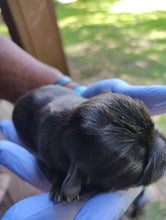 Load image into Gallery viewer, DEPOSIT-PAYMENT OF SHIH-ZUH PUPPY
